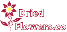 DriedFlowers.co