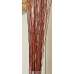 Asian Willow 4-5 foot