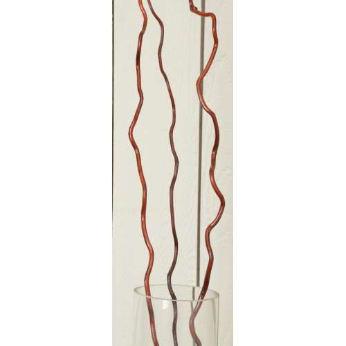 Corkscrew Willow Cork Screw Willow branches