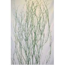 Dried Deco Branch - Green Glittered 3-4ft