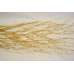 Dried Deco Branch - Gold 3-4ft