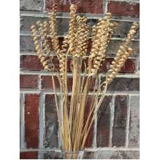 Dried Cane Springs