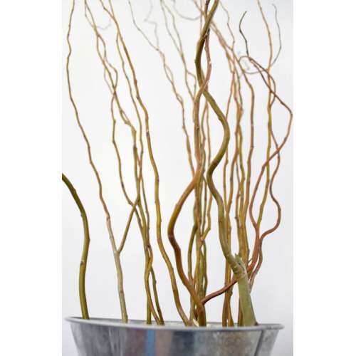 Kalalou Bleached Willow Branches - Set Of 6 - Natural – Modish Store