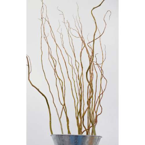 Curly Willow Tree Branch Bundle, 3-4 Feet