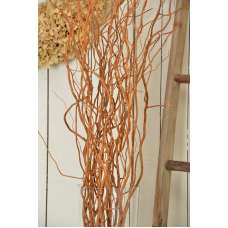 Curly Willow Branches for Arrangements (Long Stem)