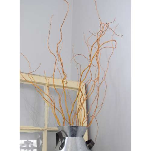 Curly Willow Branches for Arrangements - Long Stem Natural