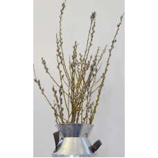 Fresh Pussy Willow Branches