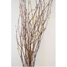 Gold Beaded Birch Branches