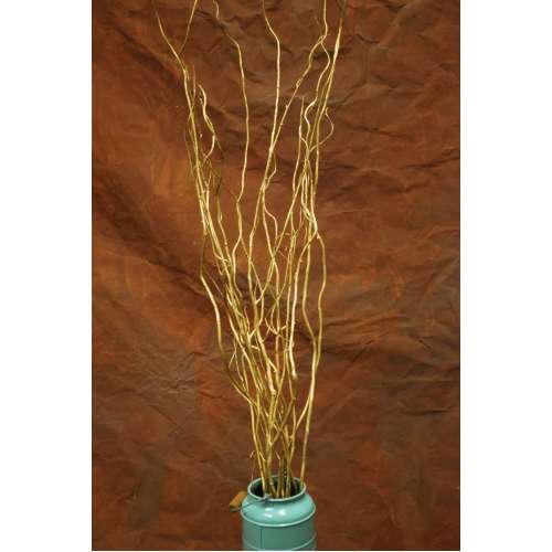 Curly Willow Branches for Arrangements - Long Stem Natural