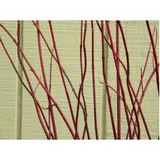 Dogwood Branches - Dried Dogwood branch