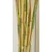 River Cane - RiverCane Bamboo