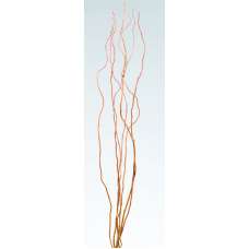 Curly Willow Branches for Arrangements - Long Stem Natural