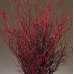 Sweet Huck Branches - Fire Red Huge 8oz Huckleberry bunch