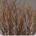 Sweet Huck Branches - Natural Huckleberry
