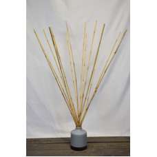 Wild Cane - Natural Bamboo