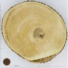 Tree Trunk Slices Large - Wood Slices for Sale