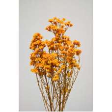 Dried African Daisy Flowers Bunch (Limited Stock)