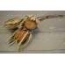 Dried Banksia Hookeriana - with natural leaves