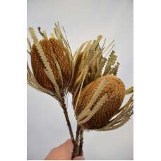 Dried Banksia Hookeriana - with natural leaves