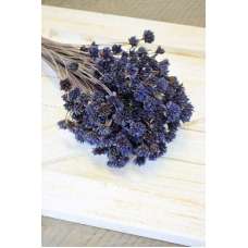 Dried Brazilian Hill Flowers - Navy Blue (Limited Stock)