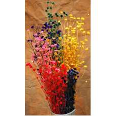 Dried Centaurea Flower - Open Colors