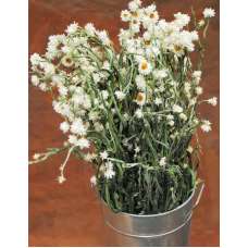 Dried Ammobium Flower Bunch - Winged Everlasting