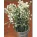 Dried Ammobium Flower Bunch - Winged Everlasting