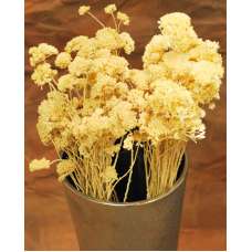 Dried Bleached Yarrow flower Bunches