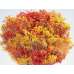Dried Broom Bloom Flowers - Colors