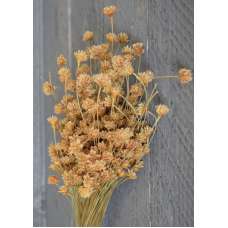 Dried Brazilian Hill Flowers - Natural