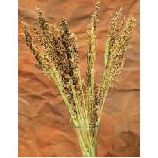 Dried Broom Corn - Decorative Red