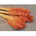 Dried Broom Corn - Decorative Red