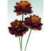 Dried Chinese Peony