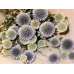 Dried Echinops Bunch (Globe Thistle) Dried Echinops Bunch (Globe Thistle)