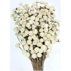 Dried Floral Button Flowers - Natural Color