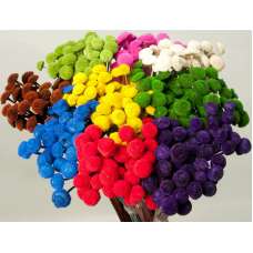 Dried Floral Button Flowers - Colors