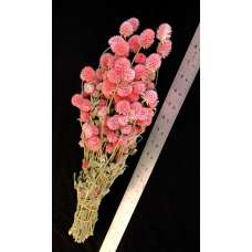 Dried Globe Amaranth - Hot Pink