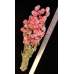 Dried Globe Amaranth - Hot Pink