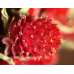 Dried Globe Amaranth - Red