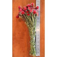 Dried Globe Amaranth - Red