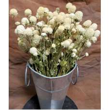 Dried Globe Amaranth - White