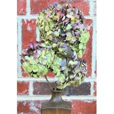 Dried Hydrangea Flower Bunch - Burgundy Color