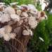 Dried Margarita Flowers