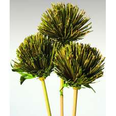 Dried Papyrus Stemmed Flowers