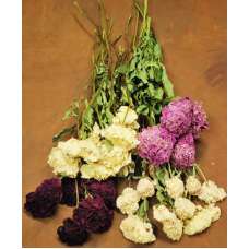 Dried Peonies Flowers Bunch