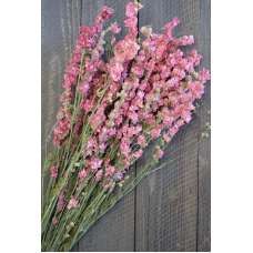 Dried Pink Larkspur Flowers For Sale