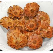 Dried Protea Flower Heads