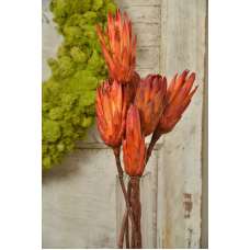 Protea Repens Natural