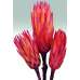 Protea Repens Natural