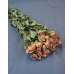 Mini Dried Rose Bouquet - Pink